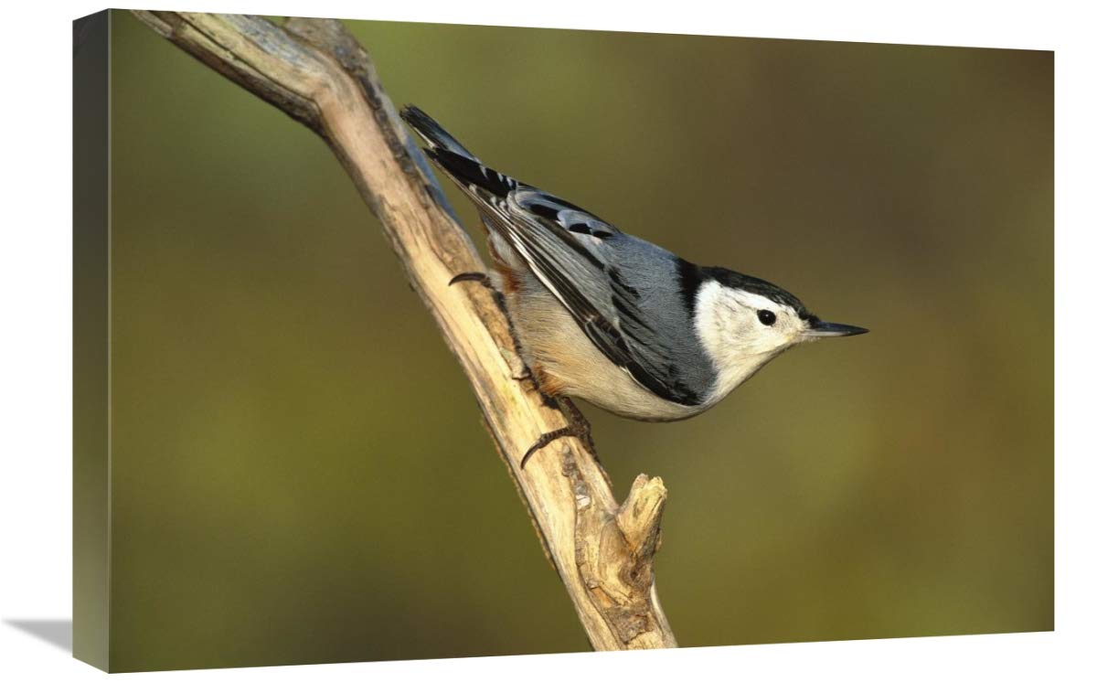 White-breasted Nuthatch , Long Island, New York-Canvas Art-24x16”