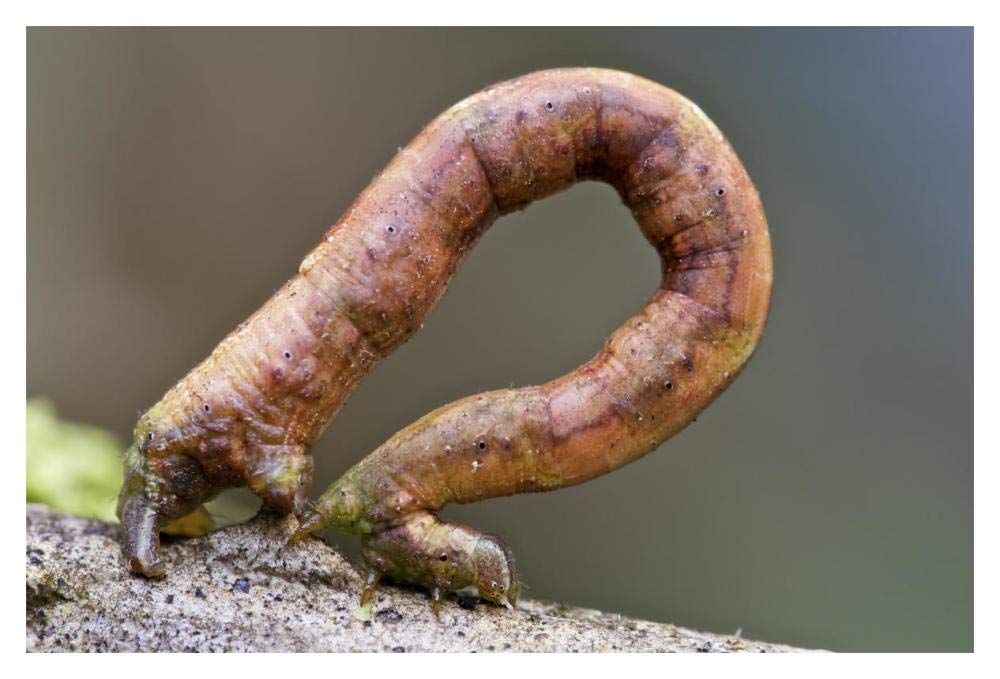 Looper Moth caterpillar crawling, Mindo, western slope of Andes, Ecuador-Paper Art-20x14”