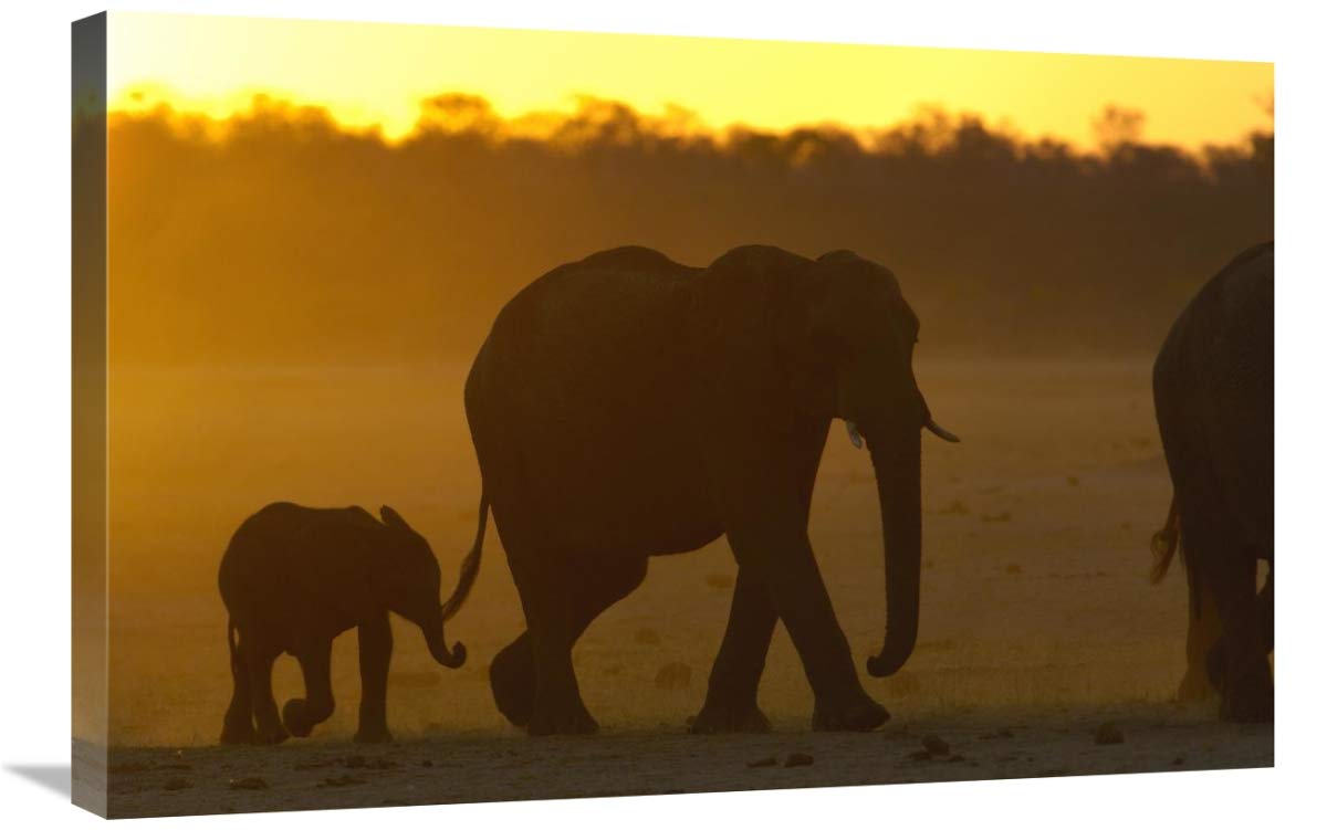 African Elephant mother and calf silhouetted at sunset, Africa-Canvas Art-30x20”