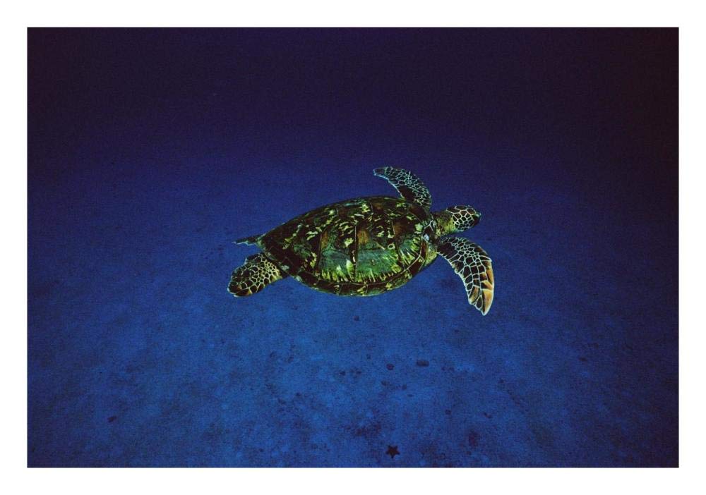 Green Sea Turtle swimming off of Cocos Island, Costa Rica-Paper Art-26x18”