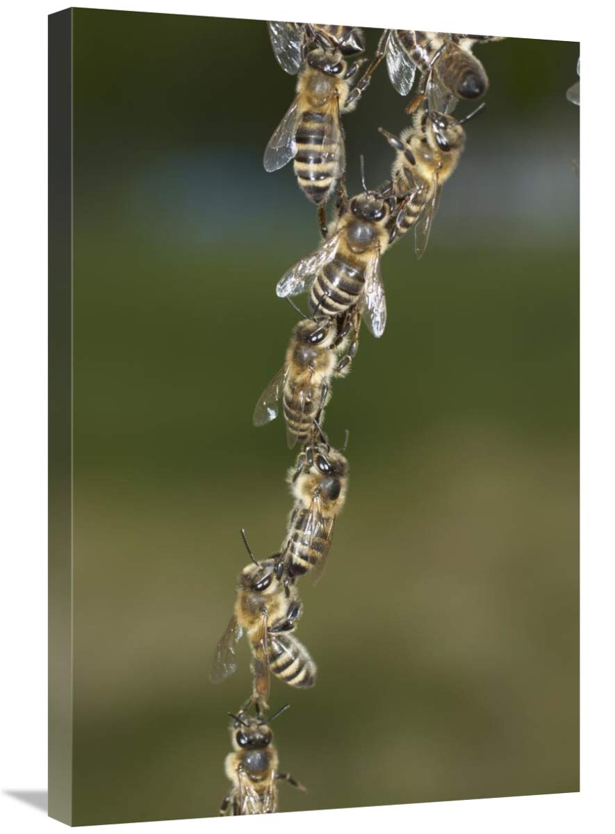 Honey Bee chains made to repair honeycomb, Germany-Canvas Art-20x30”