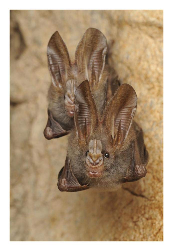 Lesser False Vampire Bat pair roosting in cave, Sekunyit, Bau, Malaysia-Paper Art-18x26”