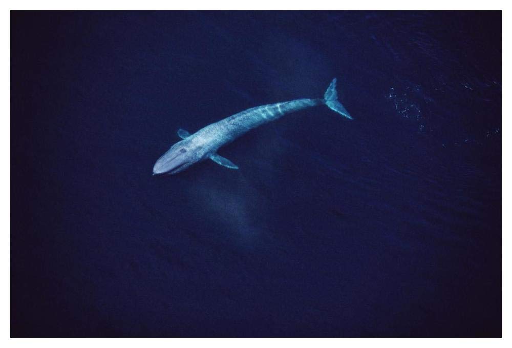 Blue Whale aerial view of an 80 foot individual, Sea of Cortez, Mexico-Paper Art-50x34”