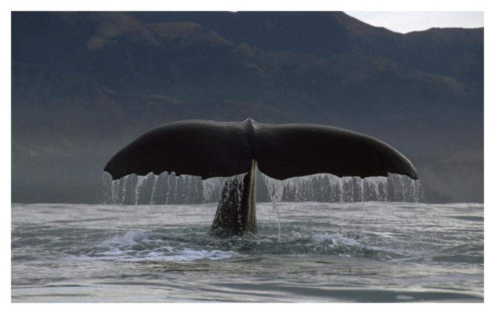 Sperm Whale tail, New Zealand-Paper Art-46x29.28”