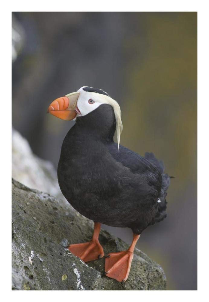 Tufted Puffin, Pribilof Islands, Alaska-Paper Art-18x26”