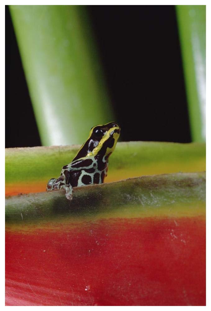 Rio Madeira Poison Frog sitting in a Heliconia leaf, Amazonia, Ecuador-Paper Art-42x62”
