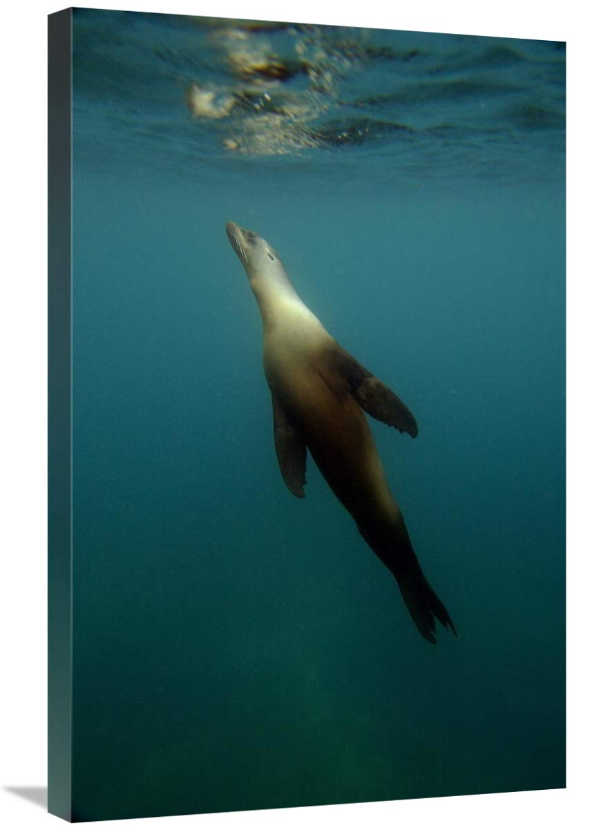 Galapagos Sea Lion underwater off of Santiago Island, Galapagos Islands, Ecuador-Canvas Art-20x30”