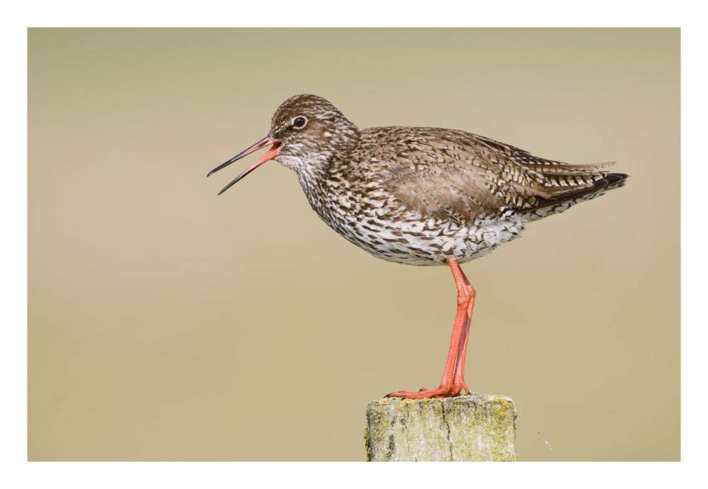 Common Redshank calling, Bantpolder, Lauwersmeer, Friesland, Netherlands-Paper Art-26x18”