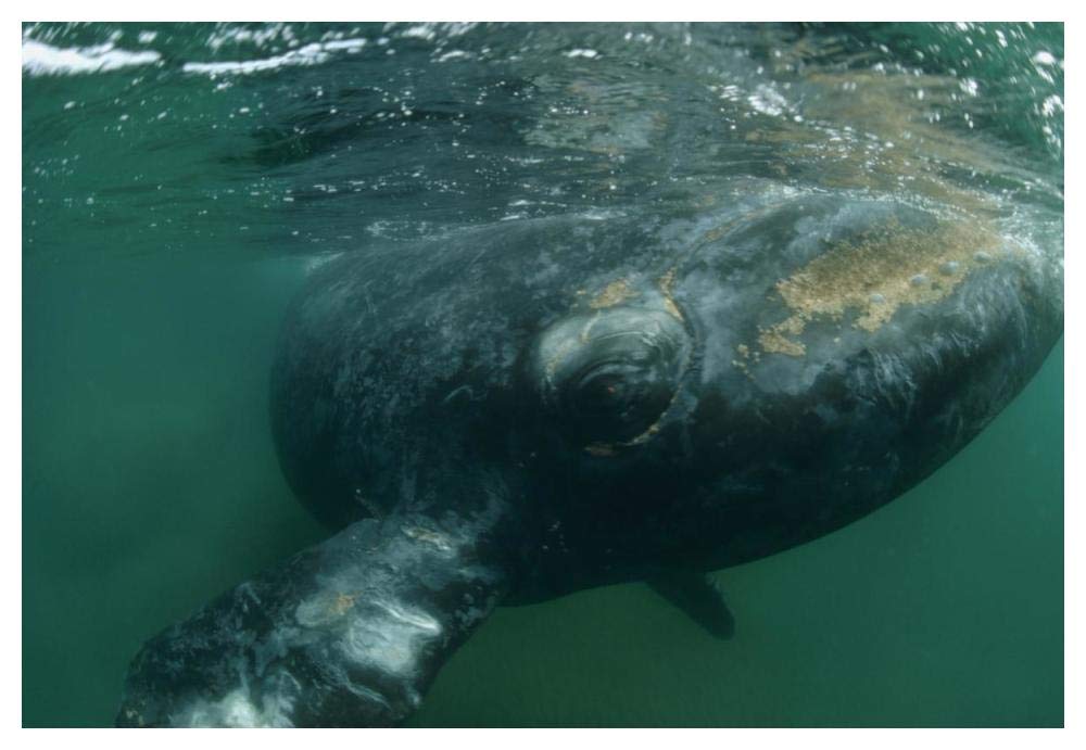 Southern Right Whale close up, underwater near surface, Argentina-Paper Art-50x34”