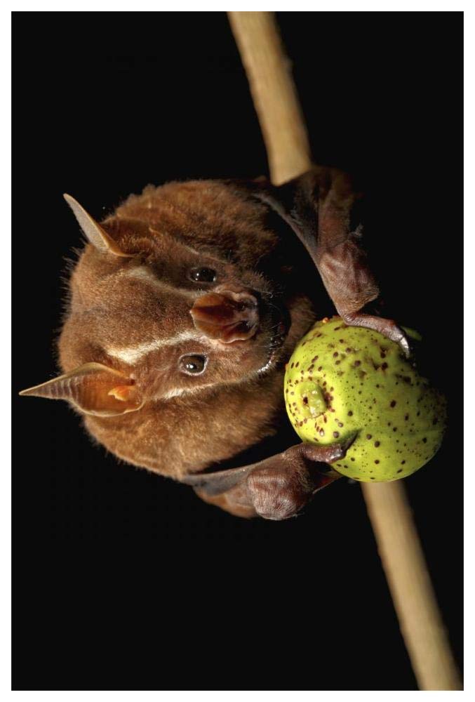 Great Fruit-eating Bat feeding on fig, Smithsonian Tropical Research Station, Barro Colorado Island, Panama-Paper Art-42x62”