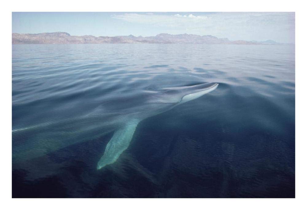 Fin Whale surfacing, Baja California, Mexico-Paper Art-26x18”