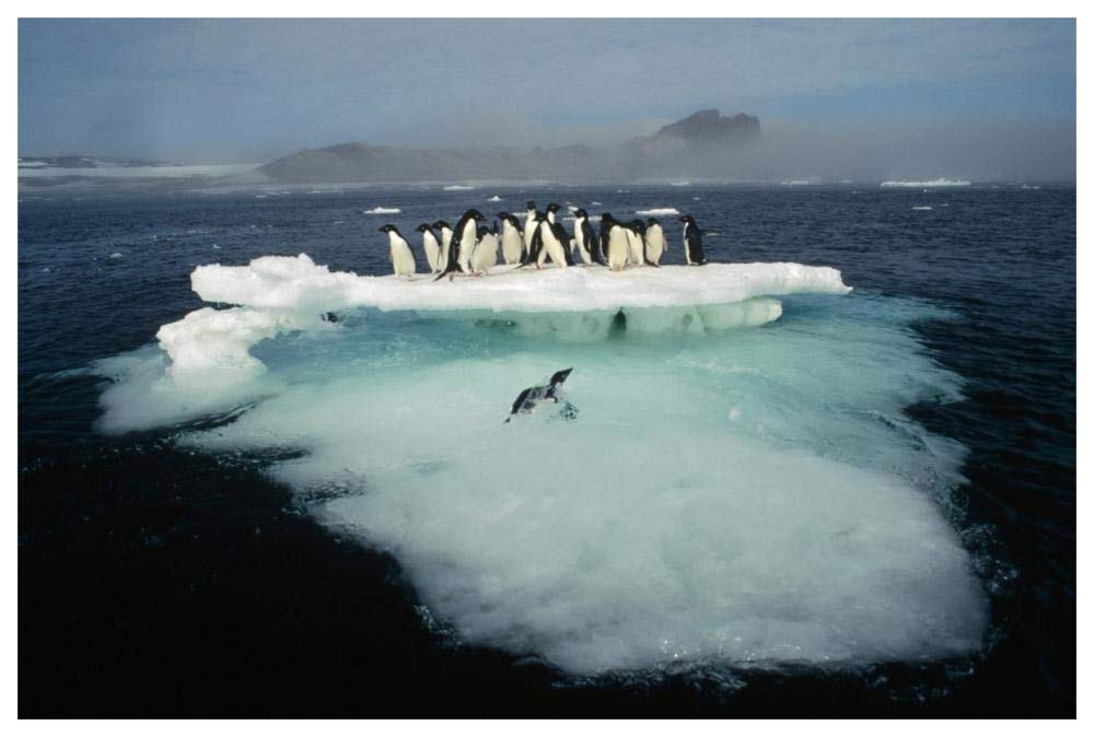 Adelie Penguin crowding on melting summer ice floe, Possession Island, Ross Sea, Antarctica-Paper Art-62x42”