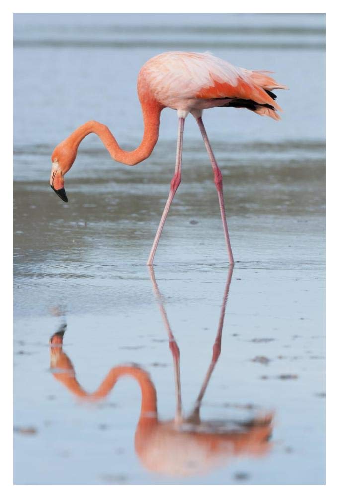 Greater Flamingo foraging, Galapagos Islands, Ecuador-Paper Art-26x38”