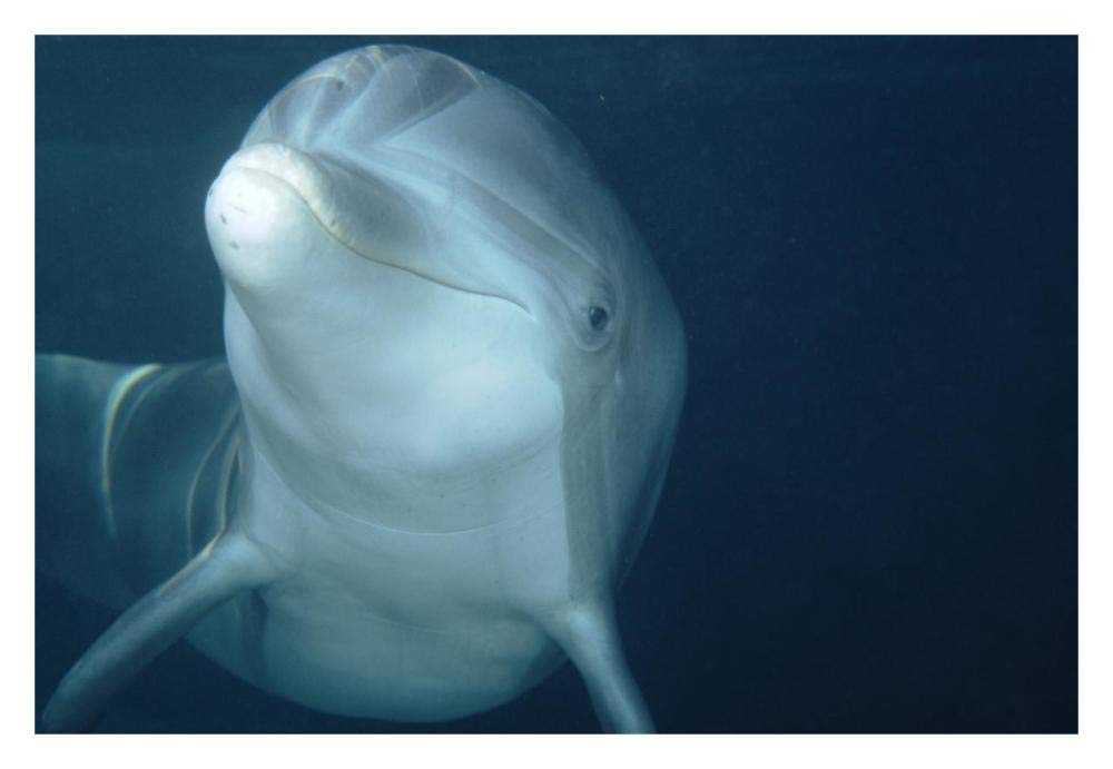 Bottlenose Dolphin underwater portrait, captive animal, Hawaii-Paper Art-32x22”