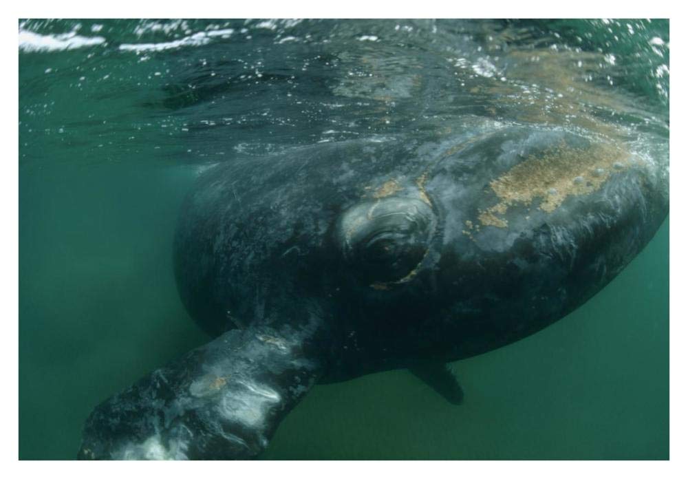 Southern Right Whale close up, underwater near surface, Argentina-Paper Art-38x26”