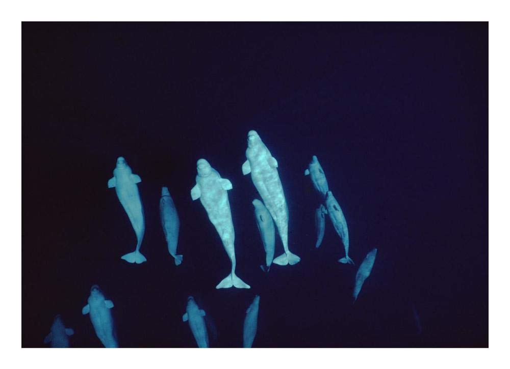 Beluga curious pod at 200 ft depth, Lancaster Sound, Nunavut, Canada-Paper Art-24x17.4”