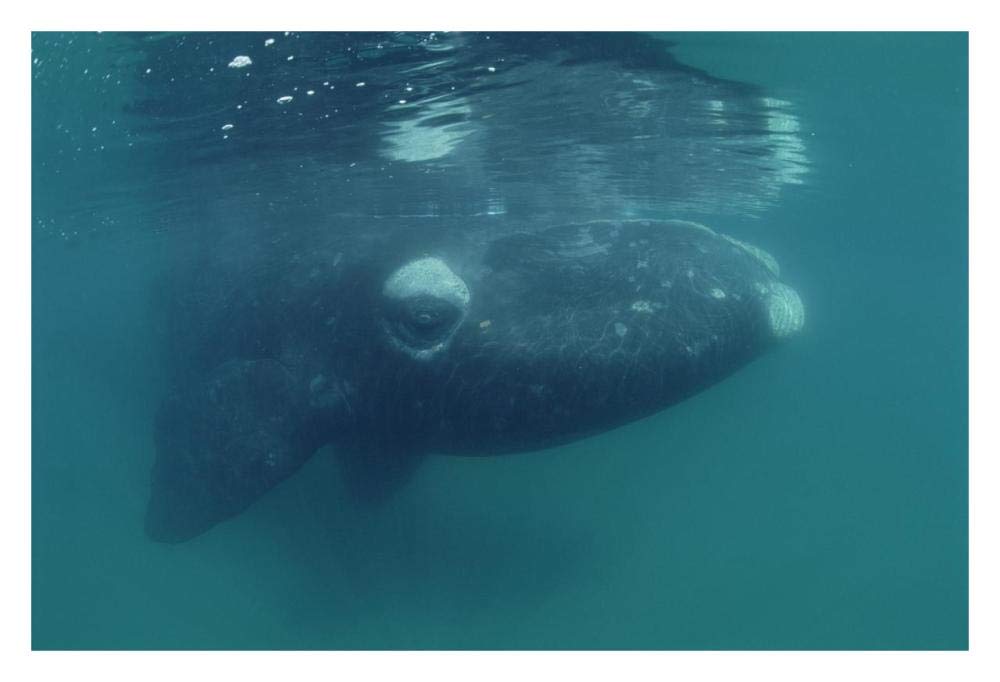 Southern Right Whale juvenile, underwater, Peninsula Valdez, Argentina-Paper Art-32x22”