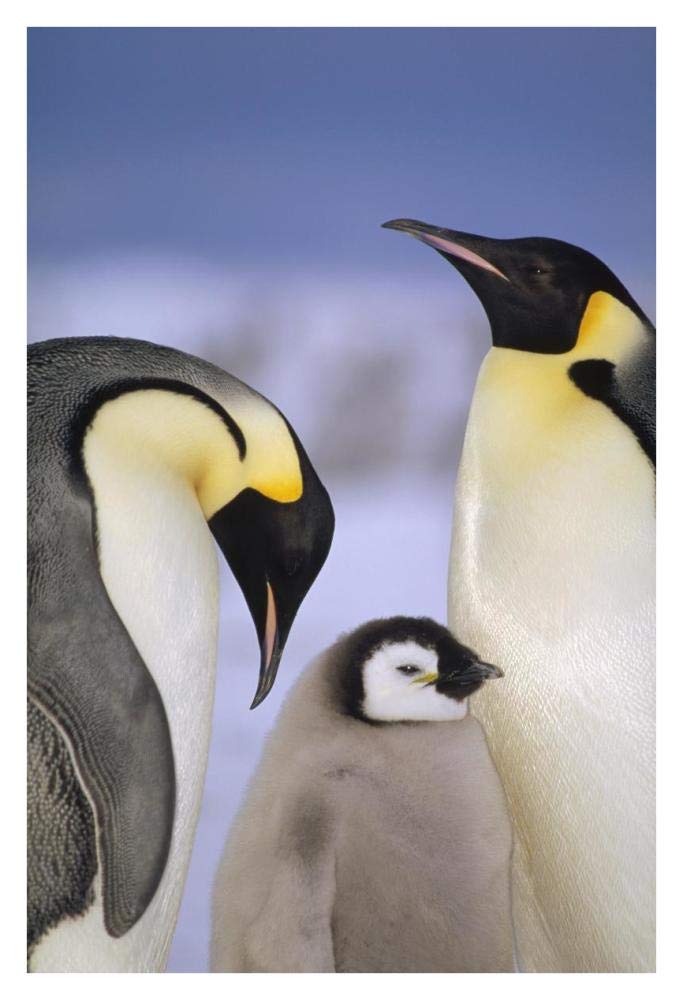 Emperor Penguin pair with chick, Atka Bay, Princess Martha Coast, Weddell Sea, Antarctica-Paper Art-26x38”