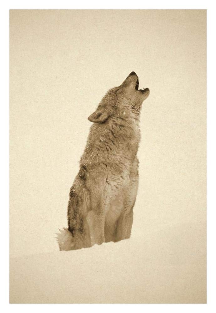 Timber Wolf portrait, howling in snow, North America - Sepia-Paper Art-26x34”