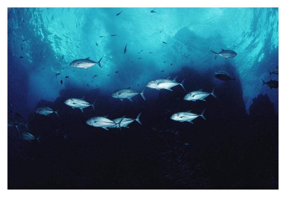 Cavalla school patrolling reef off of Cocos Island, Costa Rica-Paper Art-20x14”