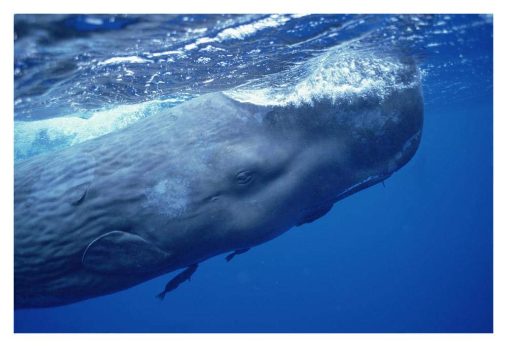 Sperm Whale adult with attached Remoras skimming ocean surface, Dominica-Paper Art-38x26”