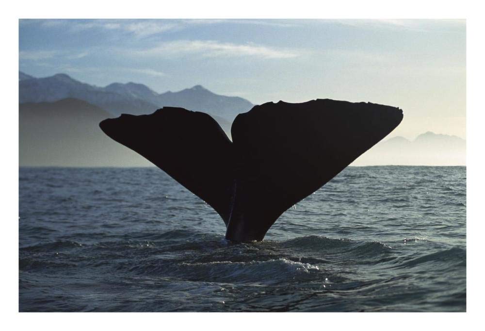 Sperm Whale diving, New Zealand-Paper Art-26x18”