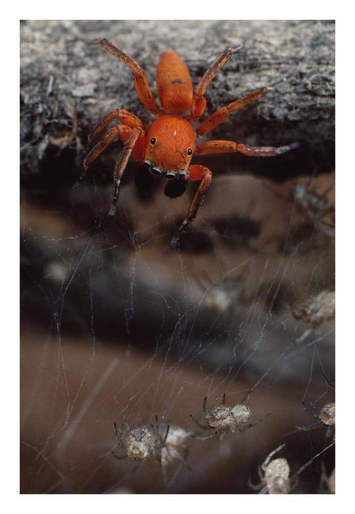 Subterranean jumping spider hunting baby spiders, Kenya-Paper Art-18x26”