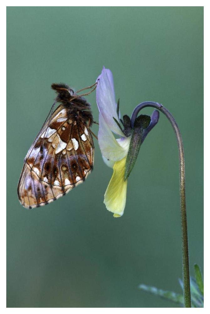 Weavers Fritillary adult on Pansy Europe-Paper Art-34x50”