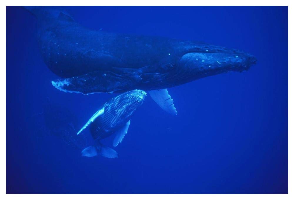 Humpback Whale cow and calf resting, Maui, Hawaii-Paper Art-50x34”