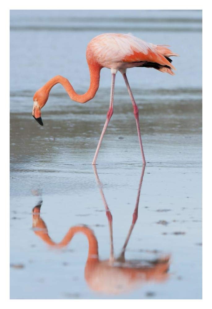 Greater Flamingo foraging, Galapagos Islands, Ecuador-Paper Art-22x32”