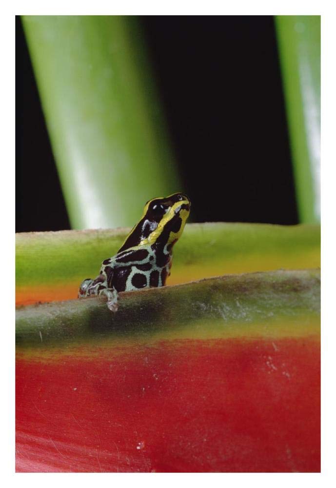 Rio Madeira Poison Frog sitting in a Heliconia leaf, Amazonia, Ecuador-Paper Art-22x32”