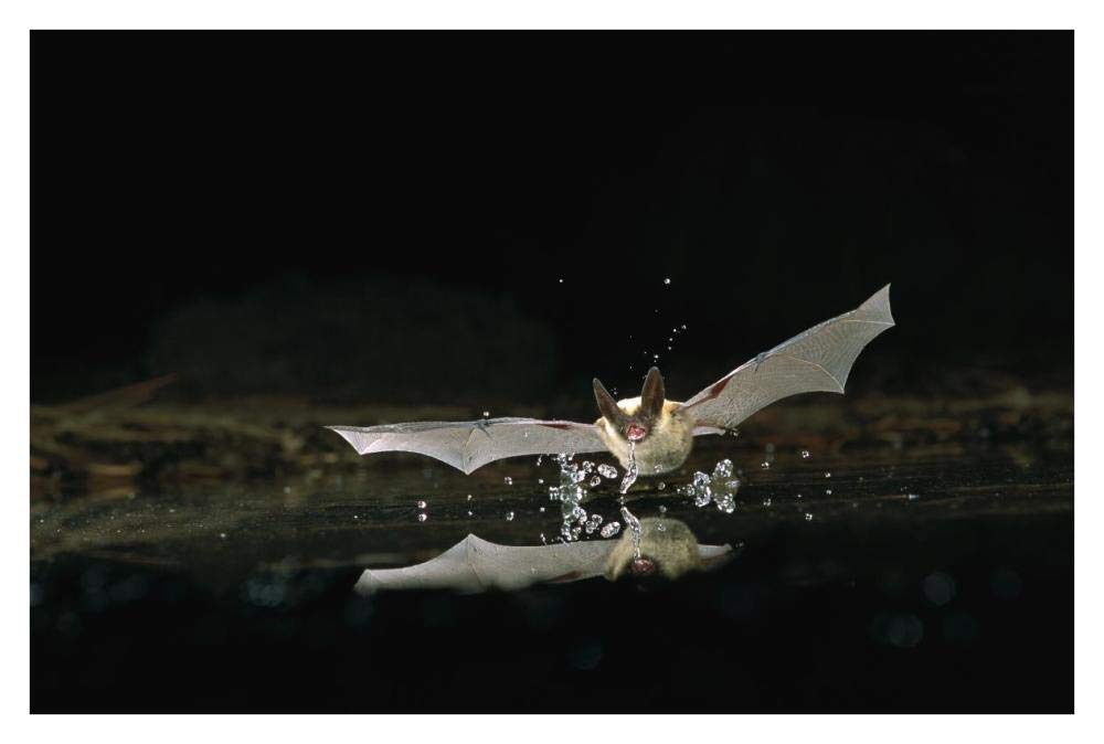 Western Long-eared Myotis bat, drinking from pond, Deschutes National Forest, Oregon-Paper Art-38x26”