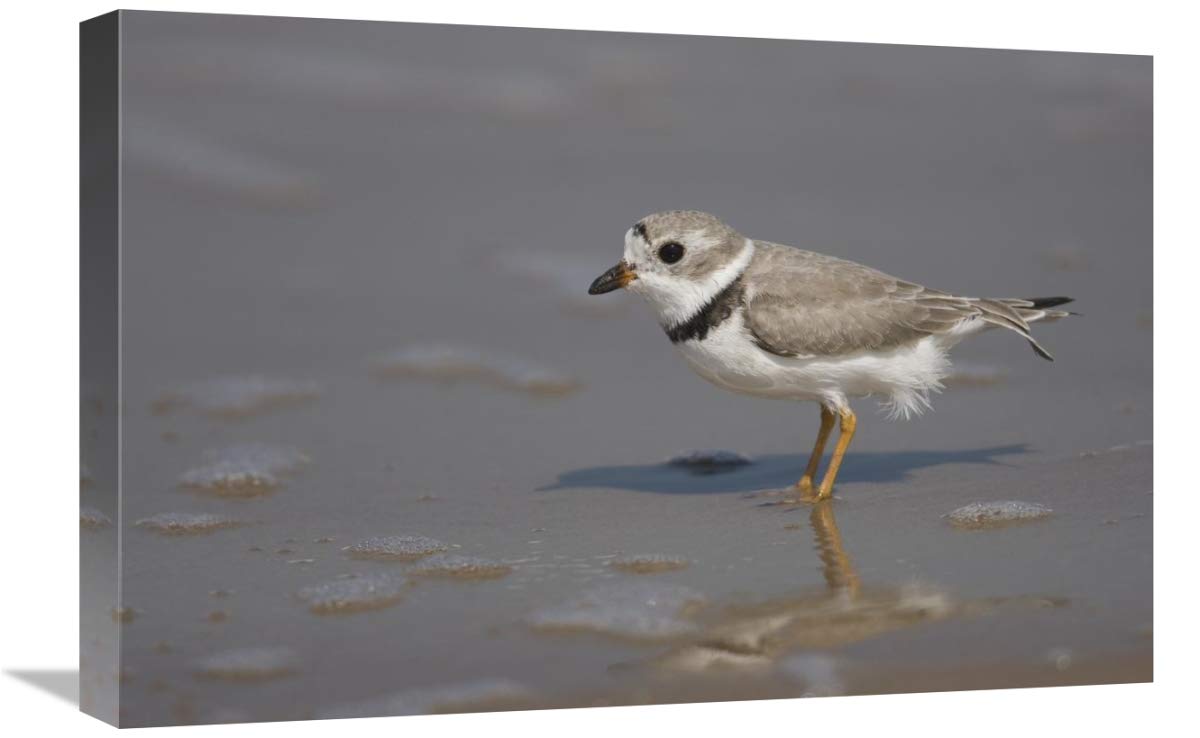 Piping Plover wading in shallow water, Rio Grande Valley, Texas-Canvas Art-24x16”