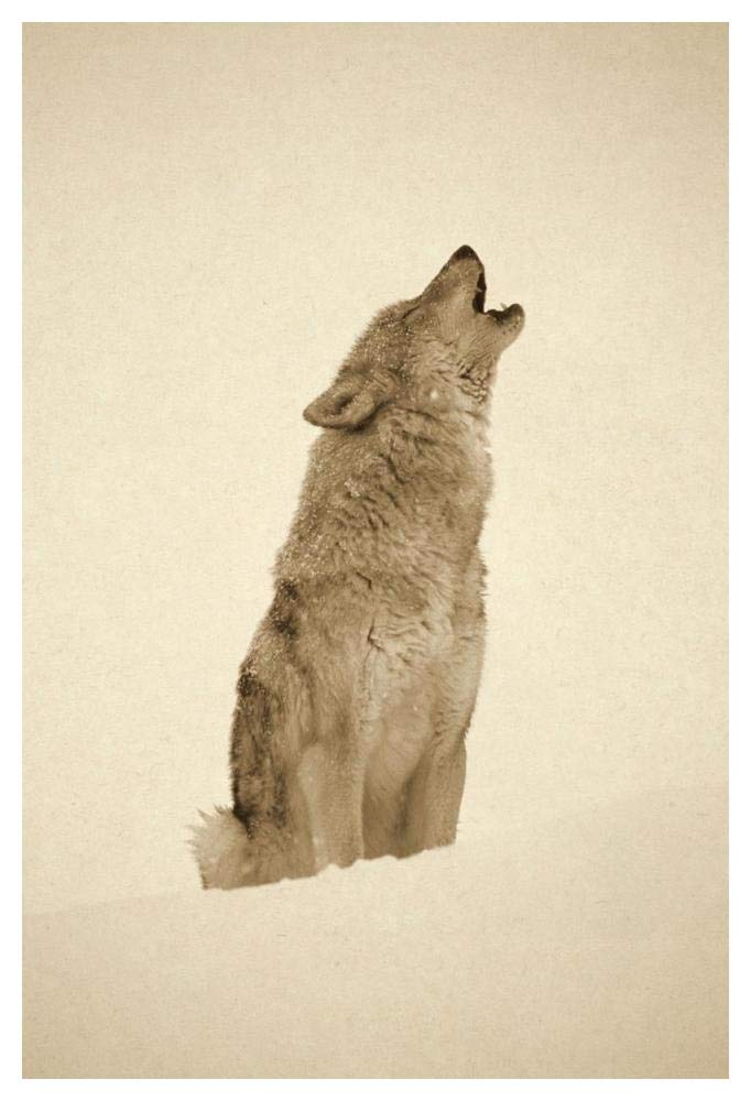 Timber Wolf portrait, howling in snow, North America - Sepia-Paper Art-38x50”