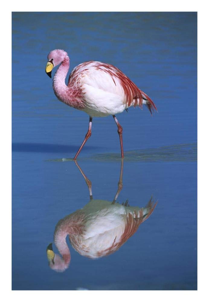 Puna Flamingo wading, Laguna Colorada, Bolivia-Paper Art-18x26”