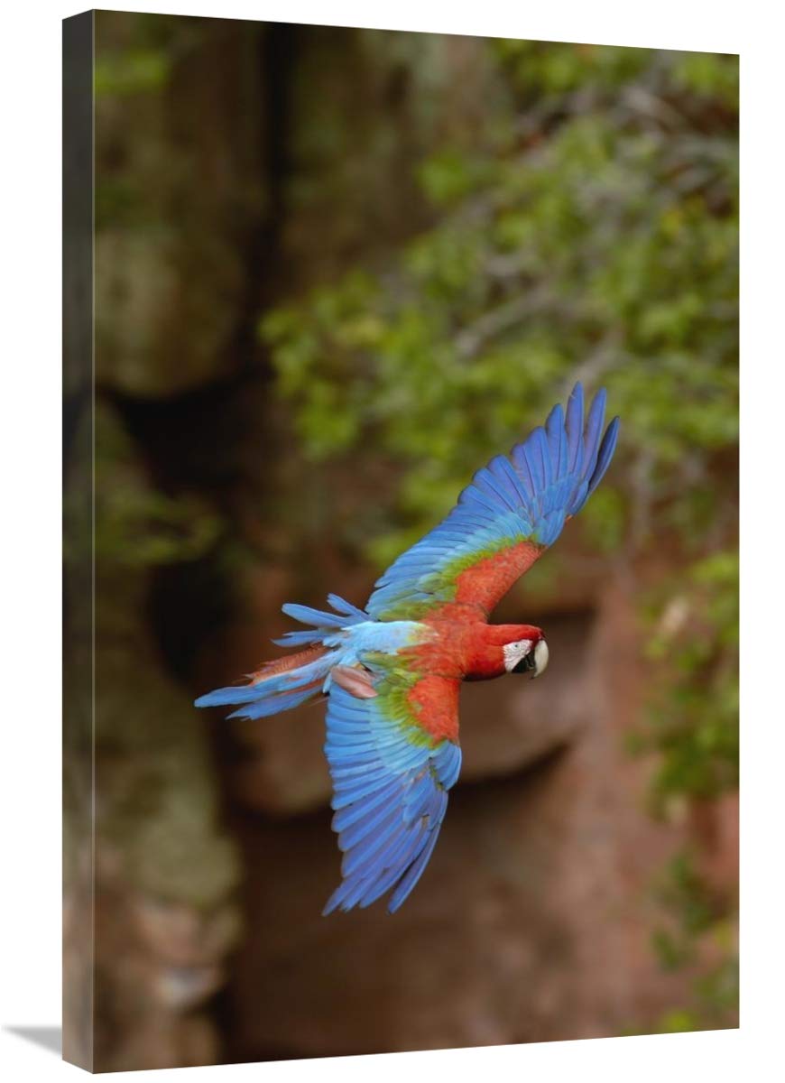 Red and Green Macaw flying, Mato Grosso do Sul, Brazil-Canvas Art-20x30”