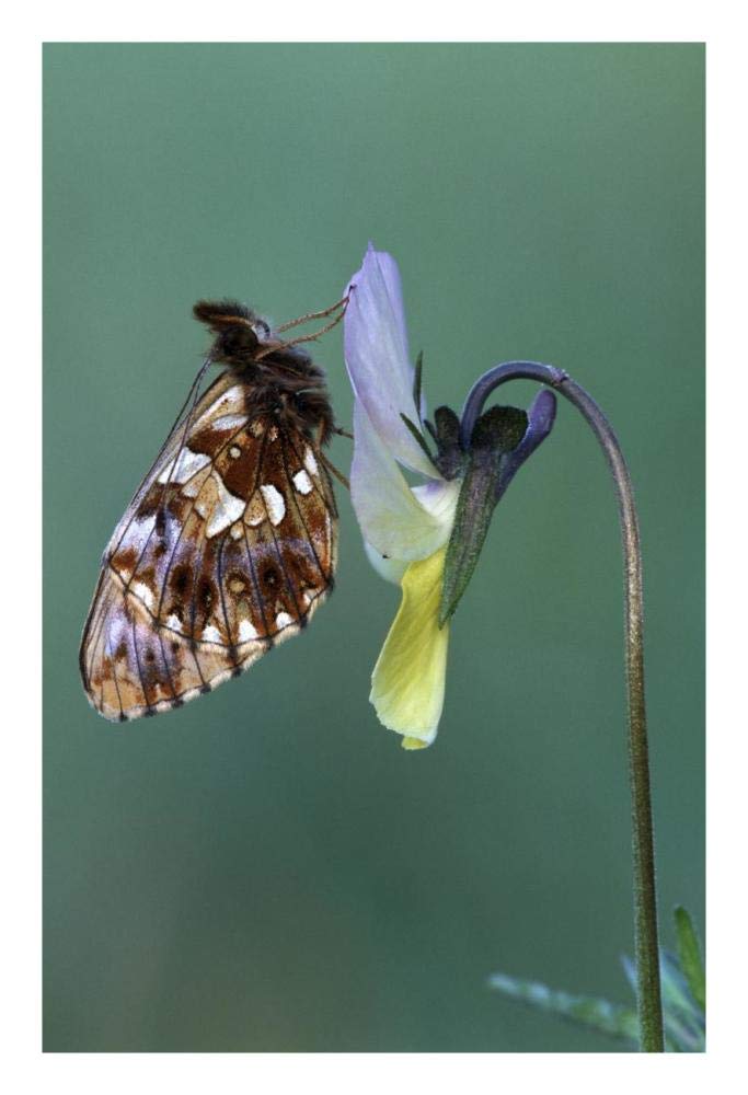 Weavers Fritillary adult on Pansy Europe-Paper Art-18x26”