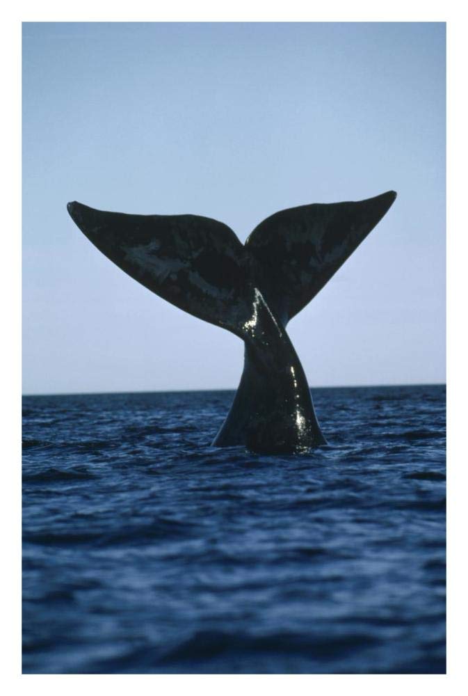 Southern Right Whale tail, Peninsula Valdez, Argentina-Paper Art-22x32”