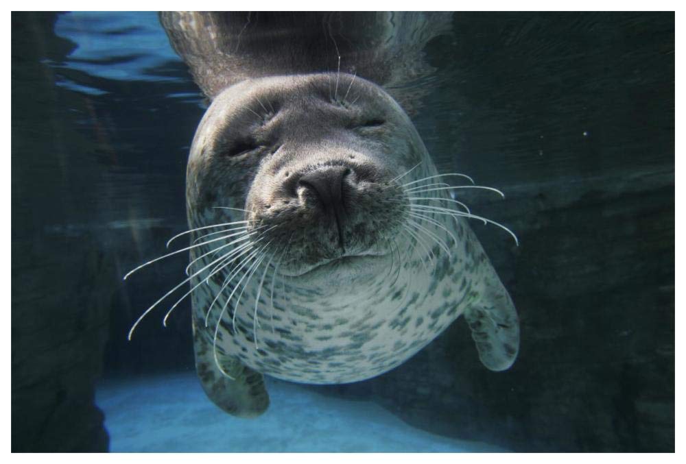 Spotted Seal, Japan-Paper Art-62x42”