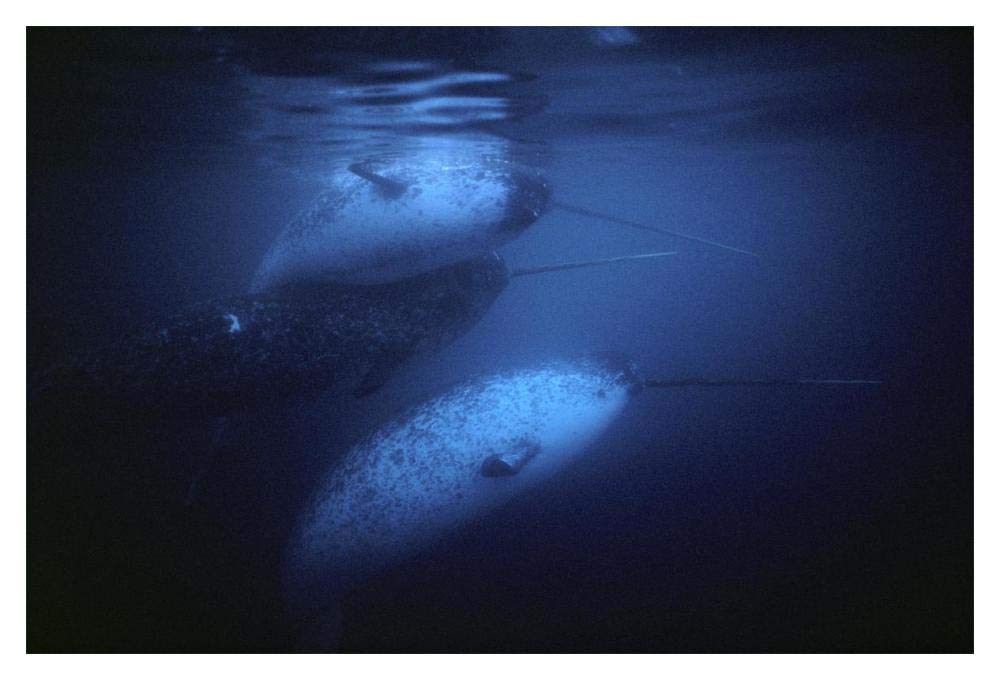 Narwhal males underwater, Baffin Island, Nunavut, Canada-Paper Art-20x14”