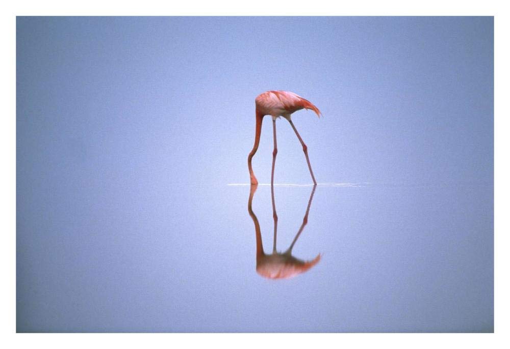 Greater Flamingo feeding, Africa-Paper Art-32x22”