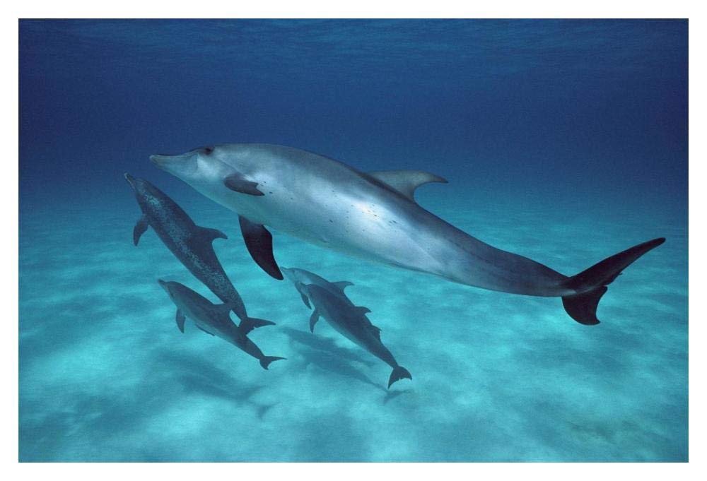 Atlantic Spotted Dolphin pod swimming underwater, Bahamas-Paper Art-20x14”