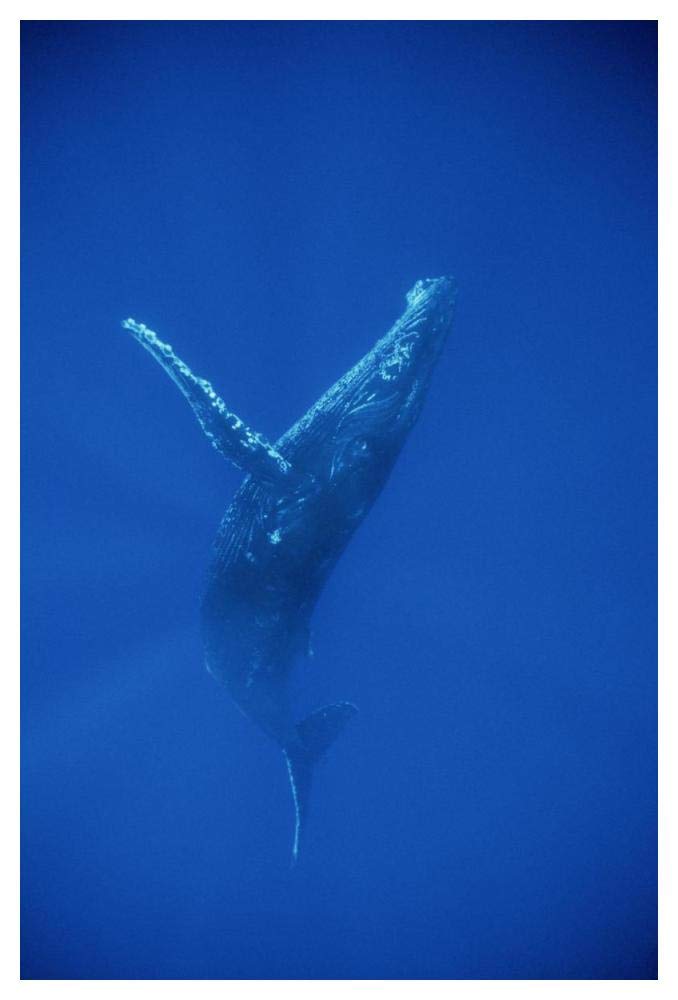 Humpback Whale swimming, underwater, Hawaii-Paper Art-34x50”
