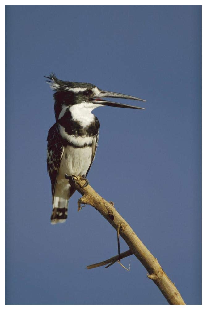 Pied Kingfisher calling, Kenya-Paper Art-42x62”