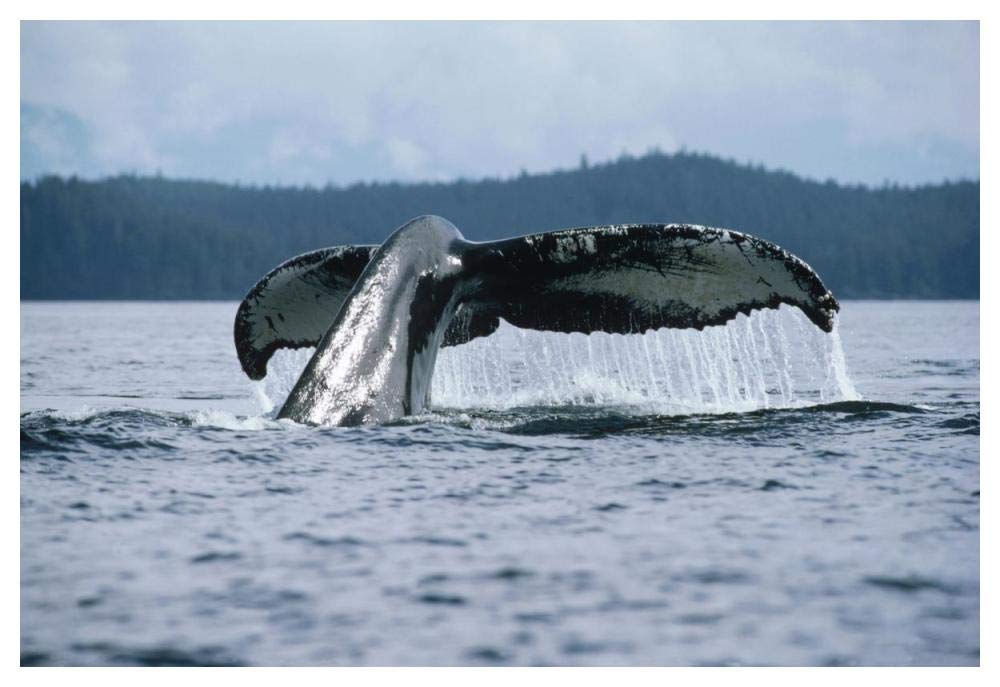 Humpback Whale tail, Alaska-Paper Art-50x34”