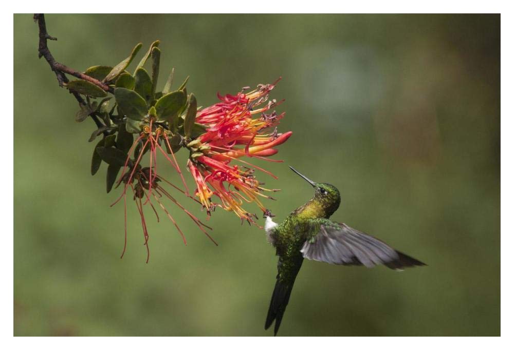 Golden-breasted Puffleg hummingbird feeding on flower nectar, Ecuador-Paper Art-20x14”