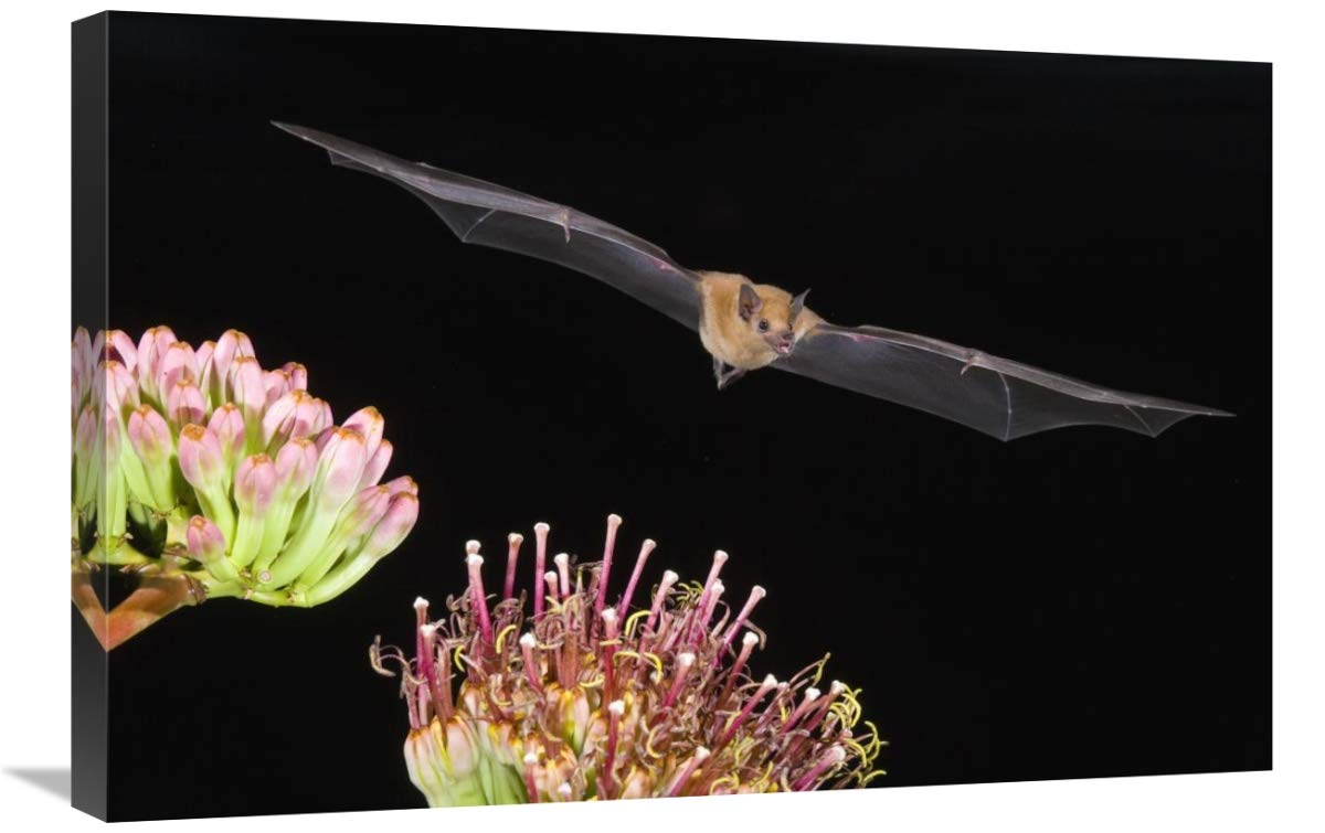 Lesser Long-nosed Bat flying at night, North America-Canvas Art-30x20”
