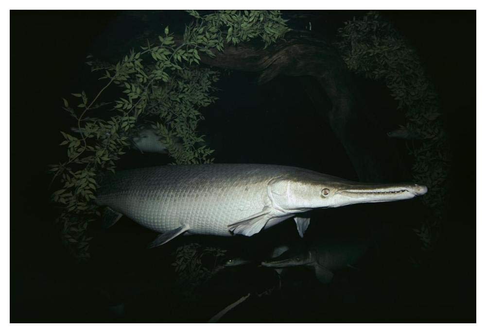 Alligator Gar-Paper Art-50x34”