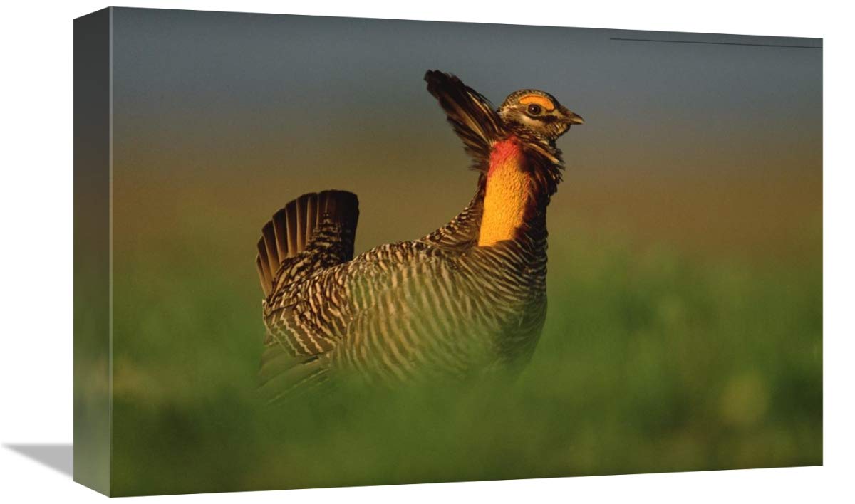 Greater Prairie Chicken male in courtship display, Eagle Lake, Texas-Canvas Art-18x12”