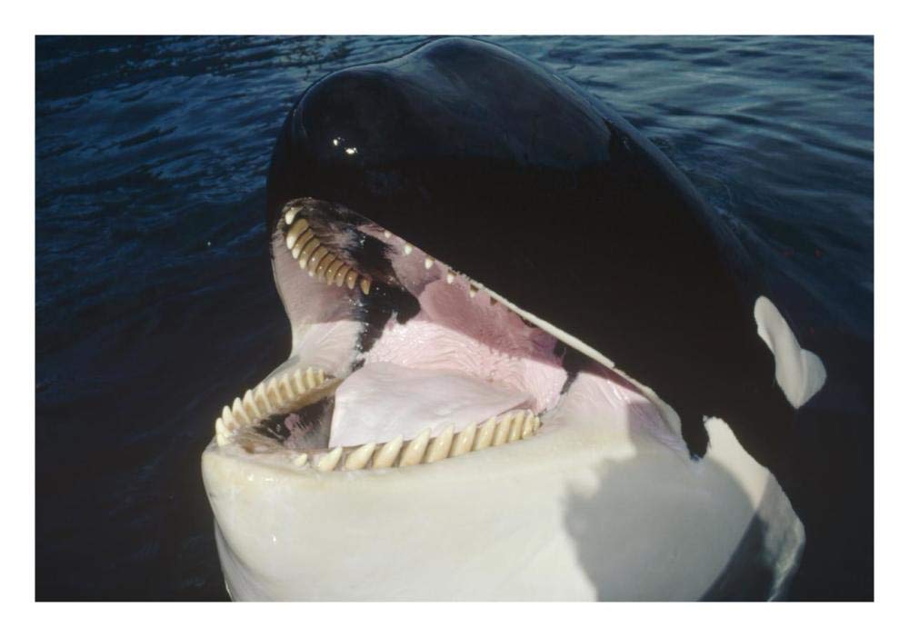 Orca portrait, North America-Paper Art-26x18”